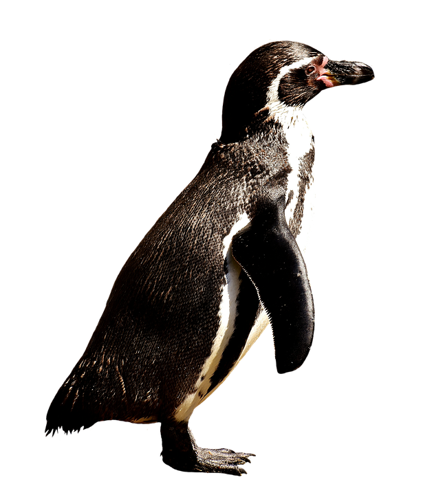 A Penguin Standing On A Black Background