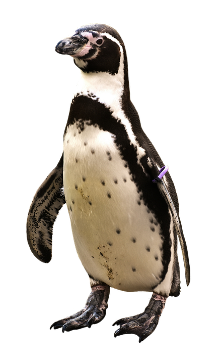 A Penguin Standing On A Black Background