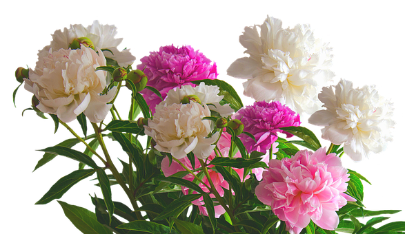 A Group Of White And Pink Flowers