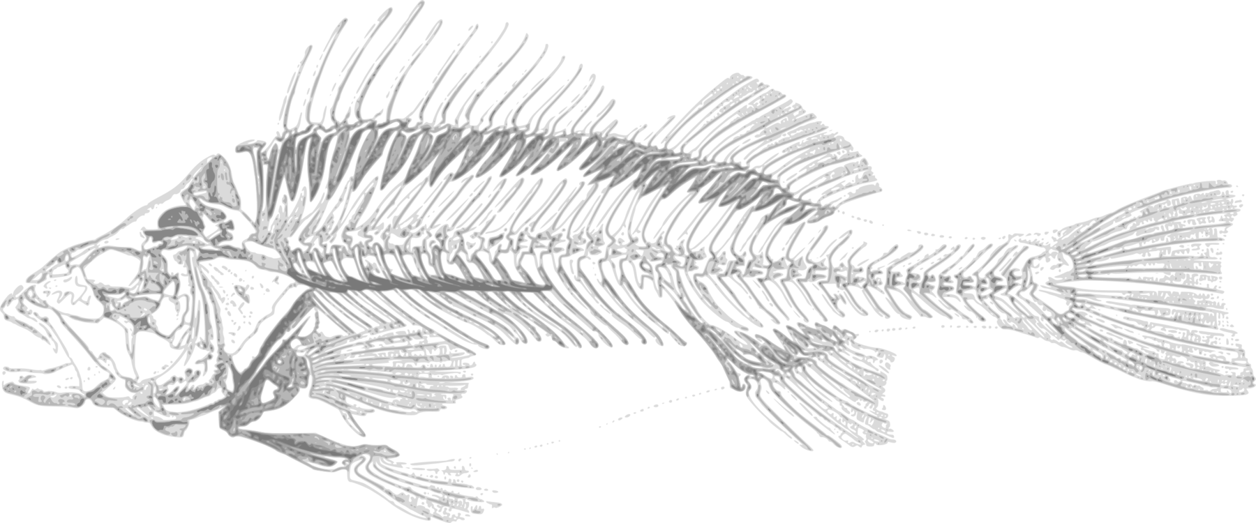 Perch,line Art,fish - Fish Skeleton Transparent Background, Hd Png Download