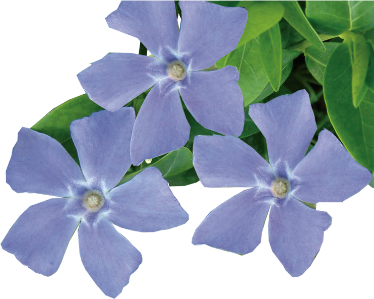 Periwinkle Flower Transparent, Hd Png Download