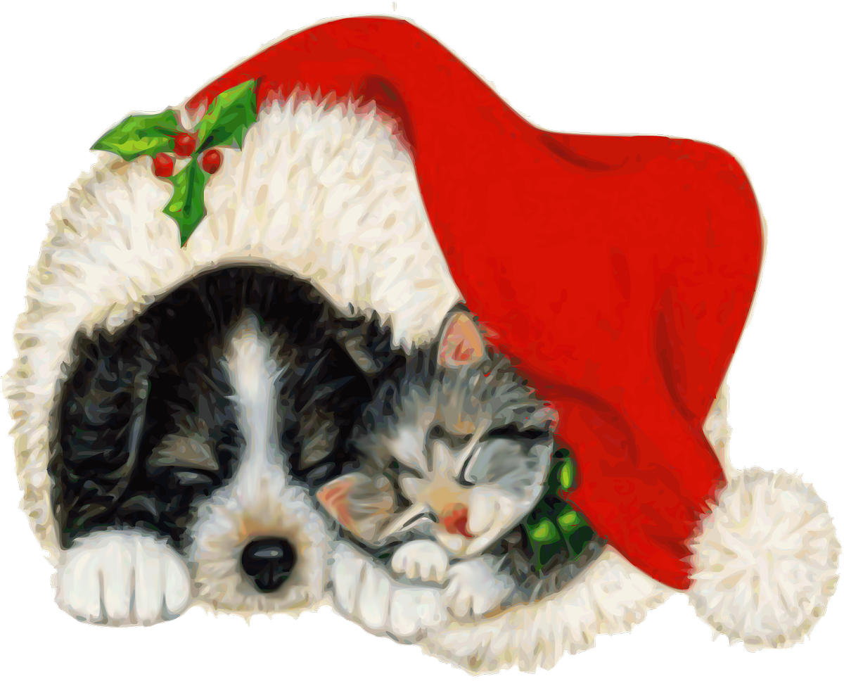 A Cat And Dog Sleeping With A Hat