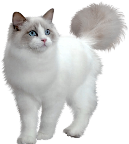 A White Cat With Blue Eyes