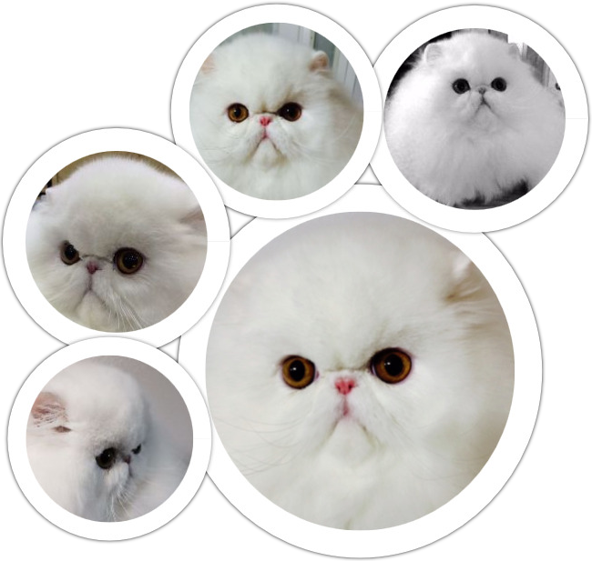 A Collage Of A White Cat