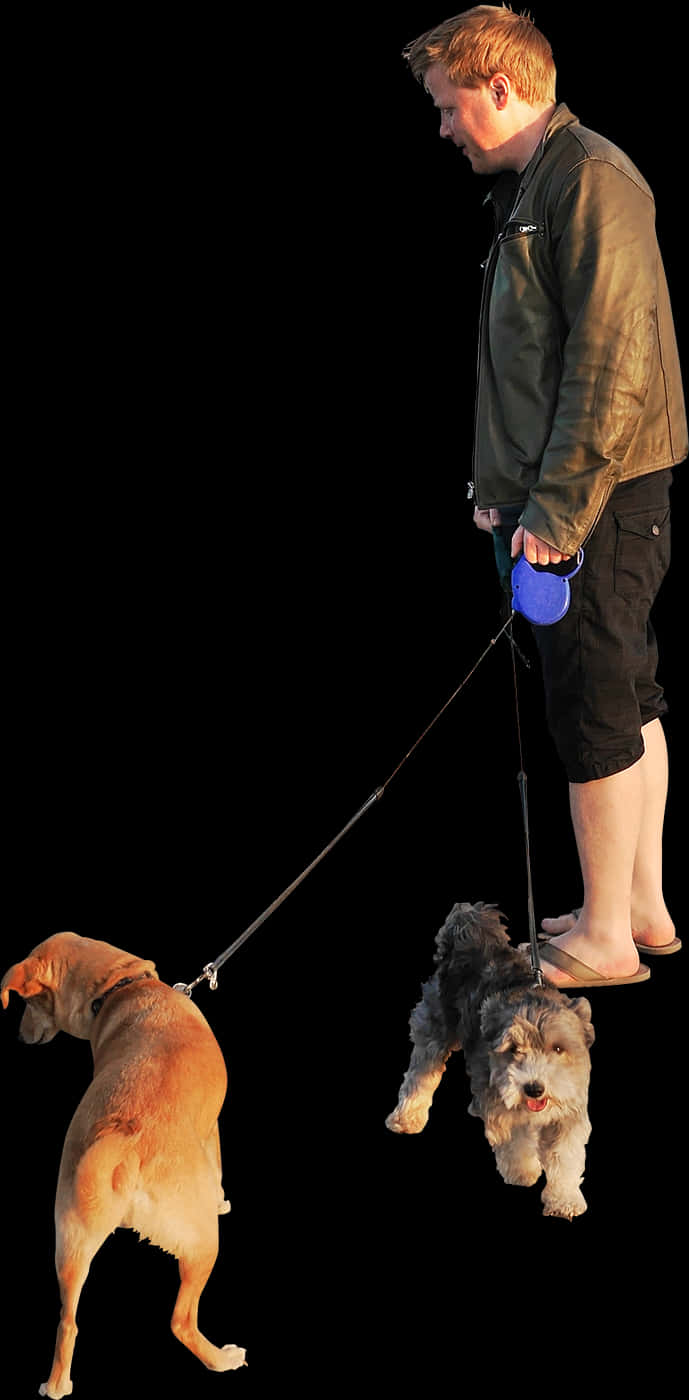 A Man Walking Dogs On Leashes
