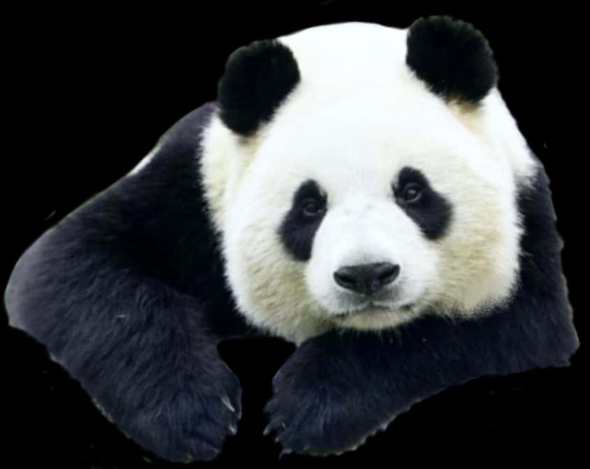 A Panda Lying Down On Its Back