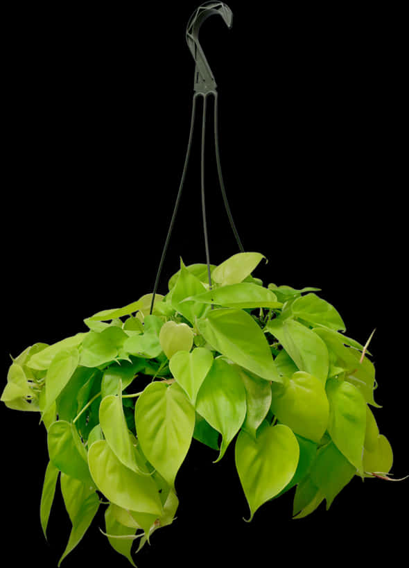 A Green Plant From A Wire