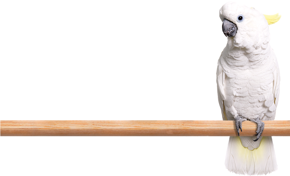 A White Bird On A Wooden Stick