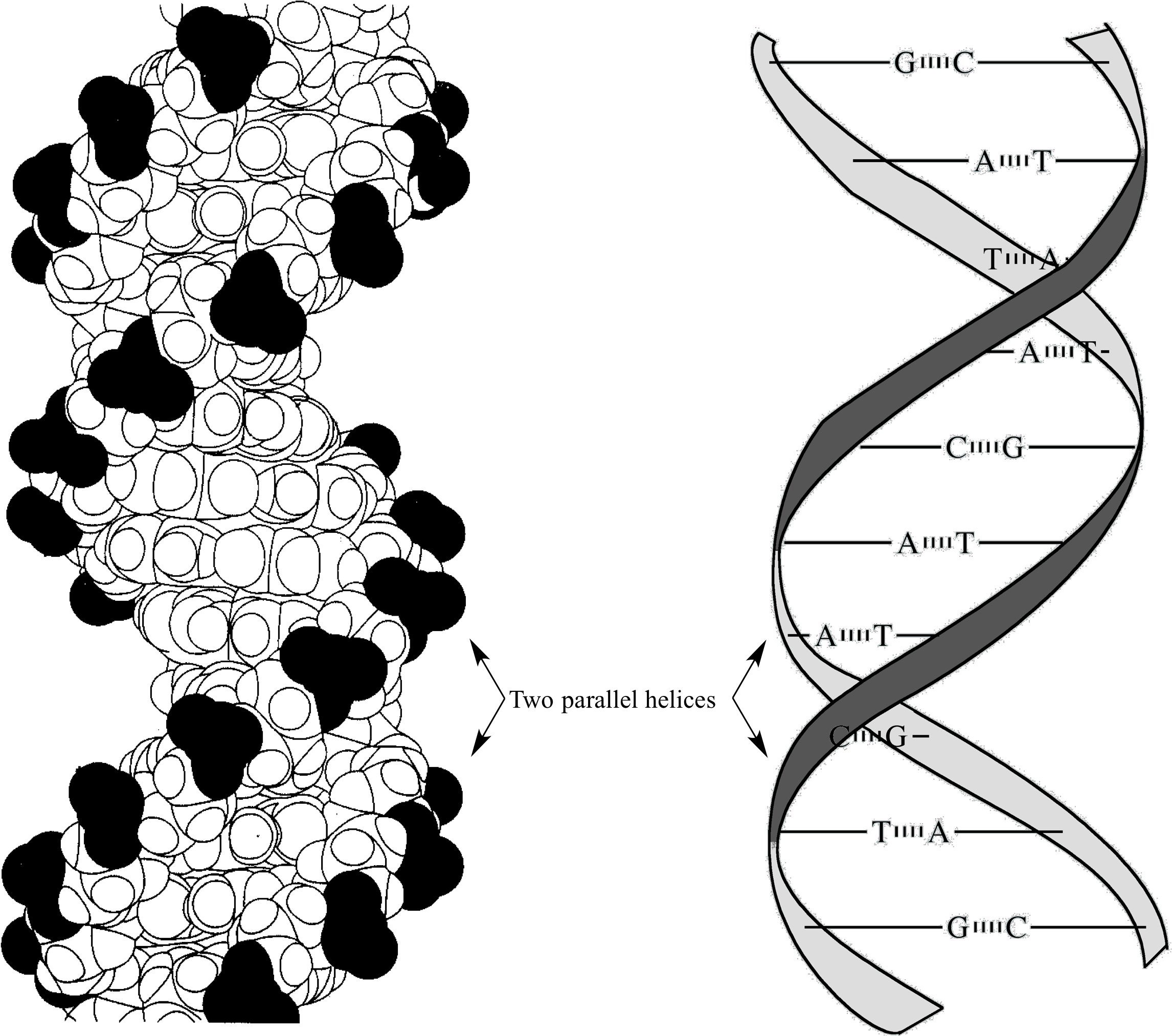 Pi Stacking Interactions Dna, Hd Png Download