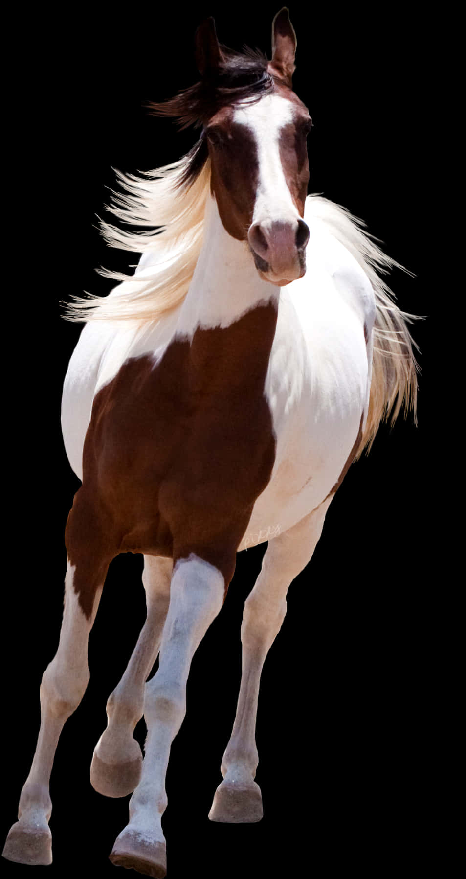 A Horse With A Long Mane