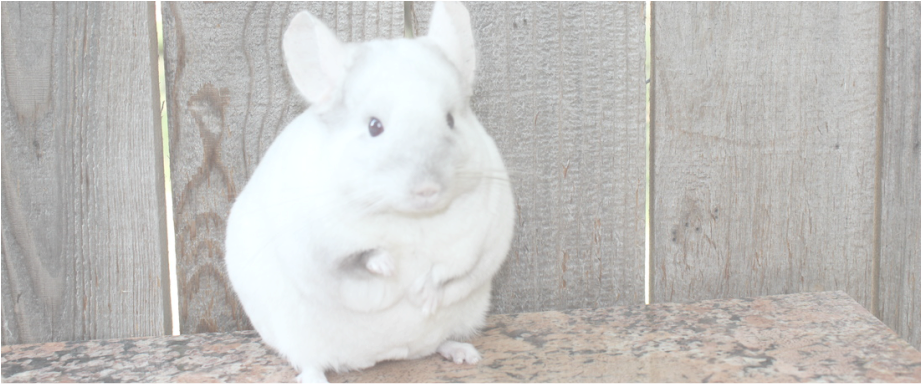 A White Rodent Standing On Its Hind Legs