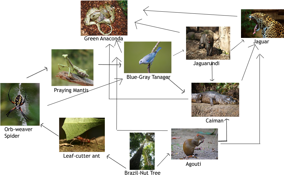 A Collage Of Different Animals