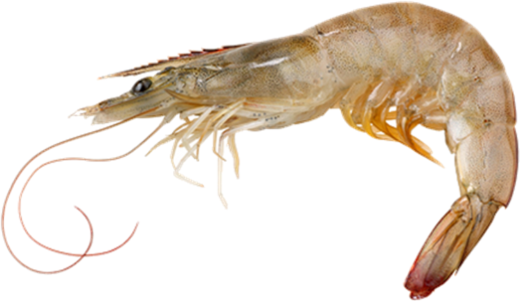 A Close Up Of A Shrimp