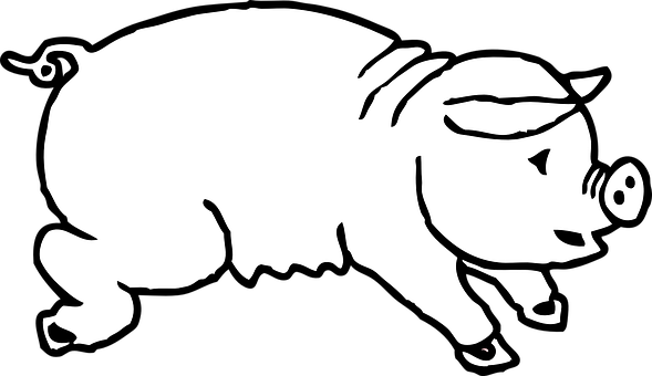 A White Pig With Black Background