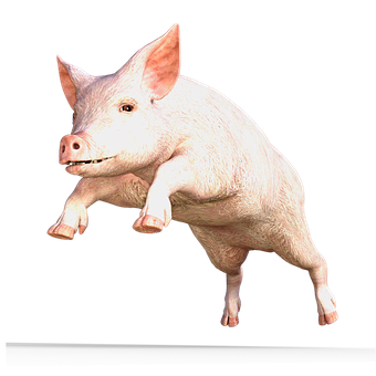 A Pig Jumping In The Air