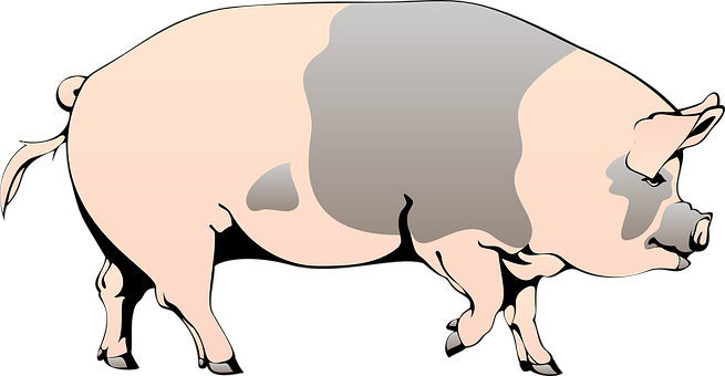 A Pig With A Large Belly