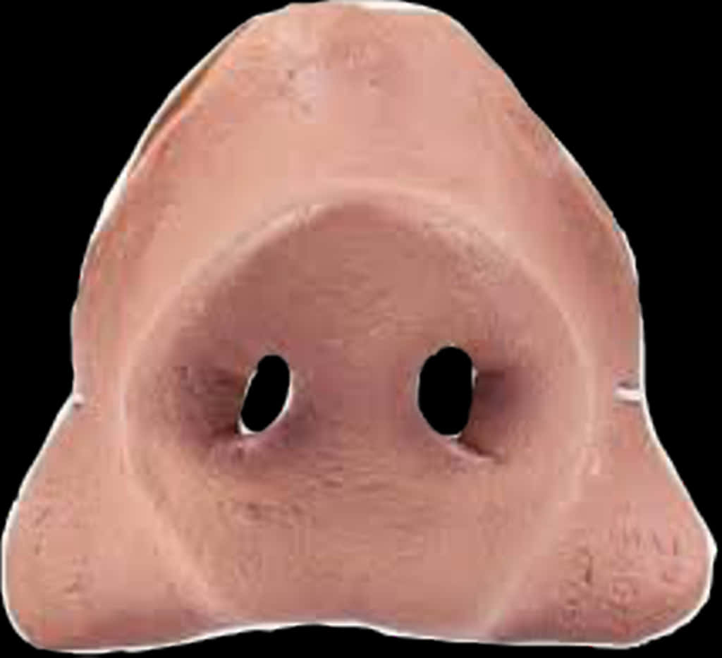 A Pig Nose With Holes