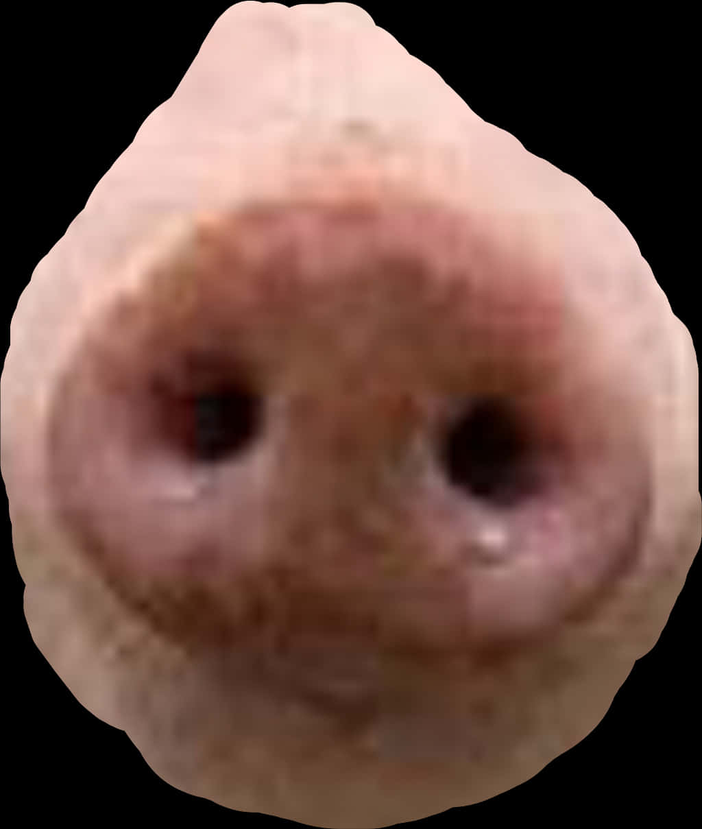 A Close Up Of A Pig's Nose