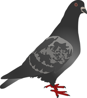 A Grey Pigeon With Red Feet