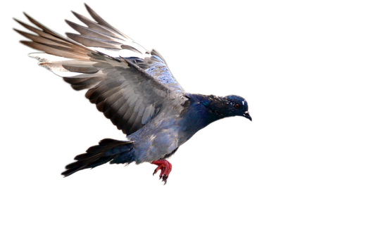A Blue Bird With Red Feet Flying