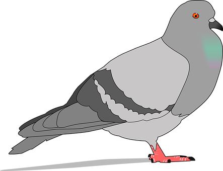 A Grey Bird With Orange Feet