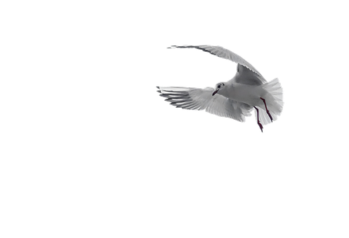 A White Bird Flying In The Sky