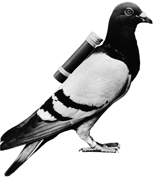 A Pigeon With A Pipe On Its Back