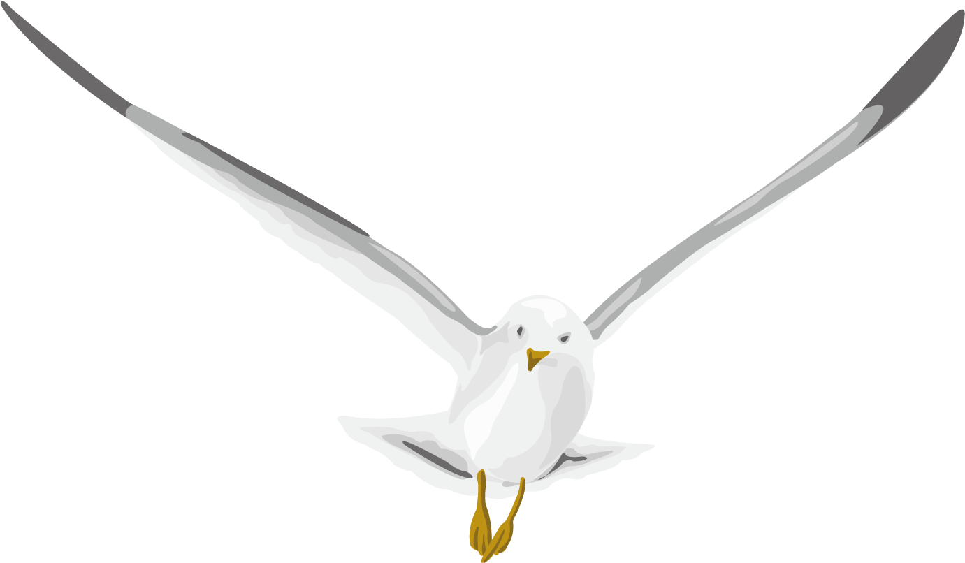 Pigeon Images Png