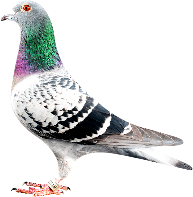 Pigeon Images Png