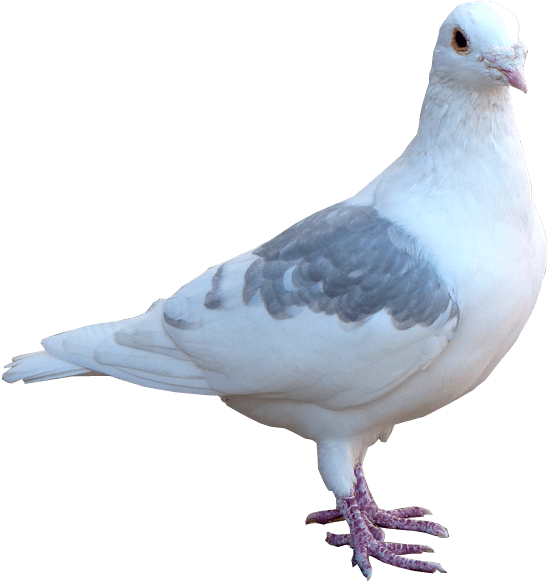 A White And Grey Bird