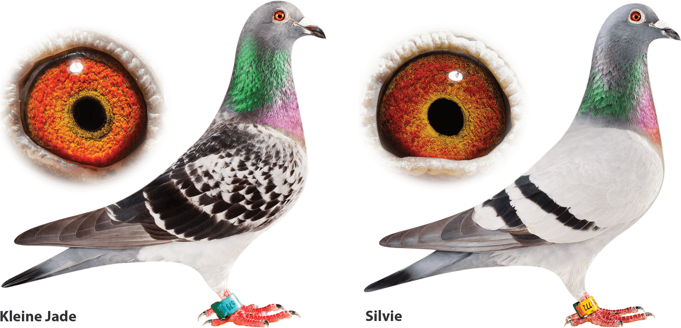 Pigeon Images Png