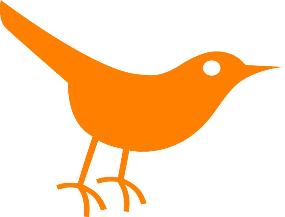 Pigeon Images Png