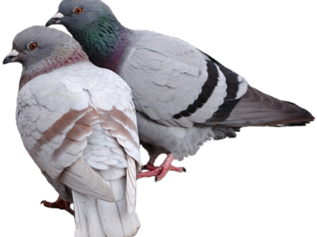 A Couple Of Pigeons Standing Together