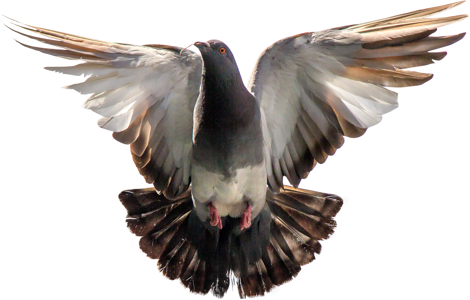 A Bird Flying With Its Wings Spread
