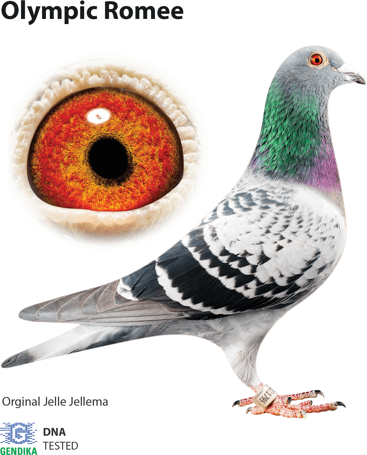 Pigeon Images Png