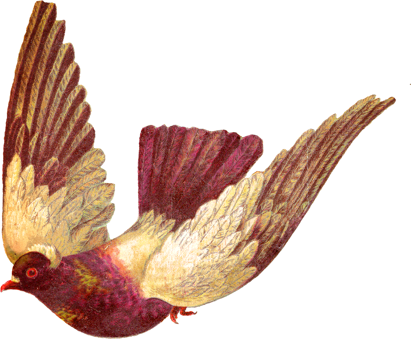 A Bird With Wings Spread