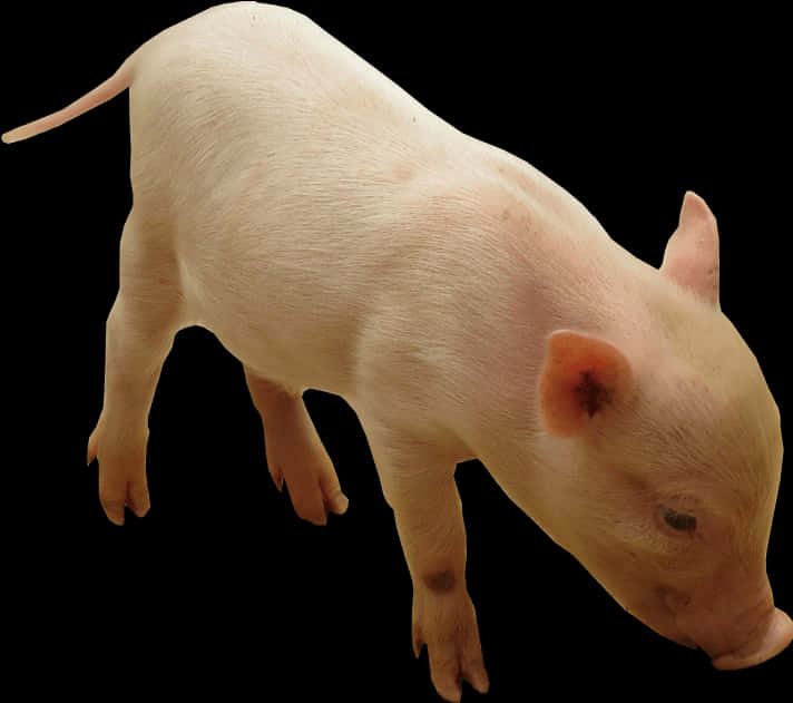 A Pig Standing On A Black Background