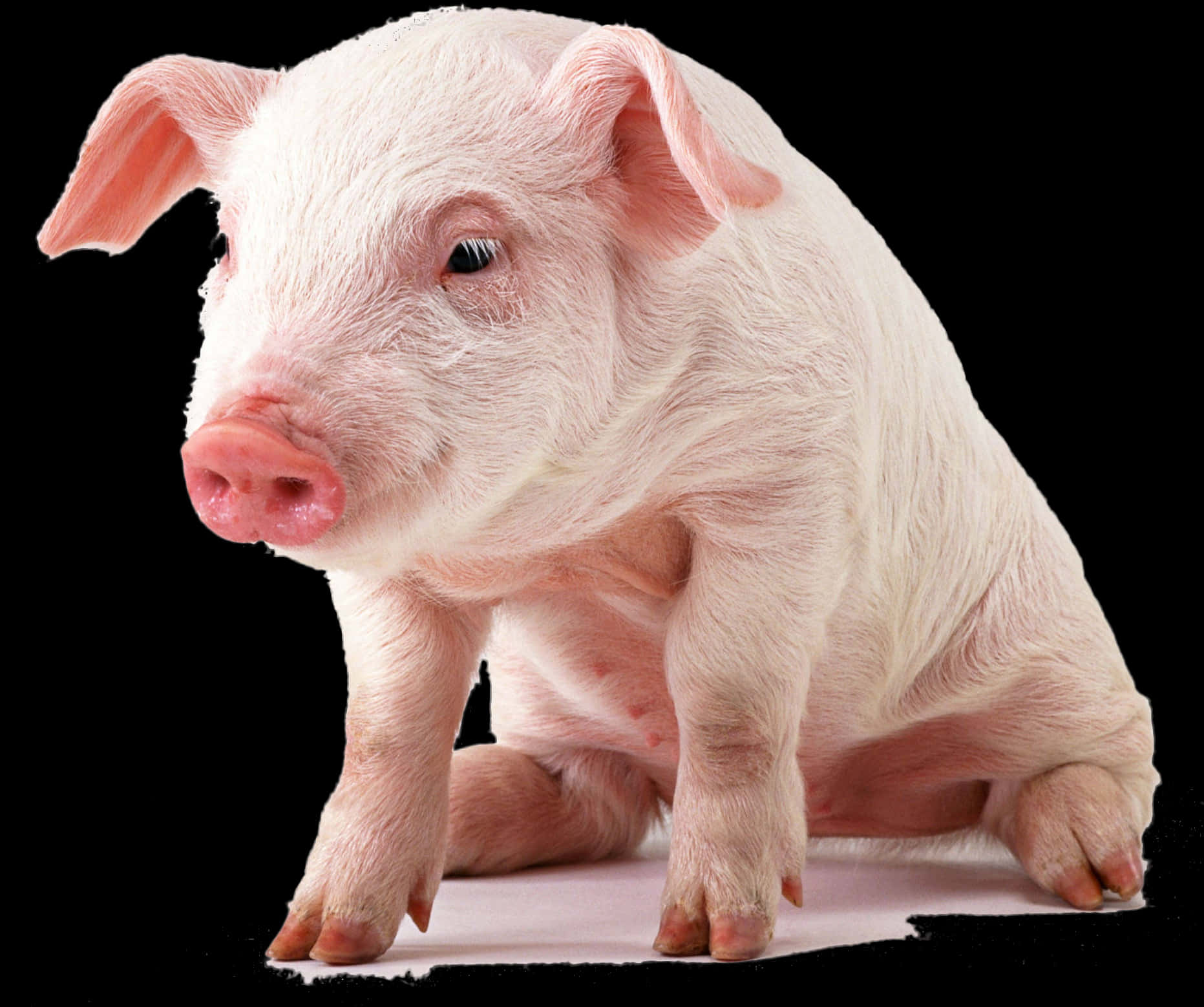 A Pig Sitting On A Black Background