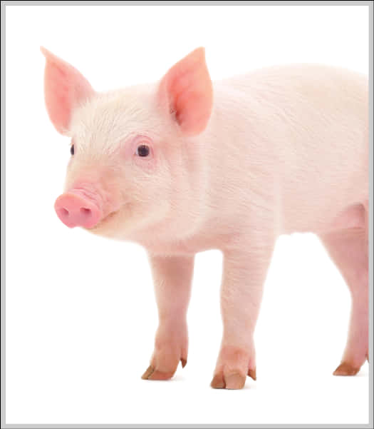 A Pig Standing On A White Background
