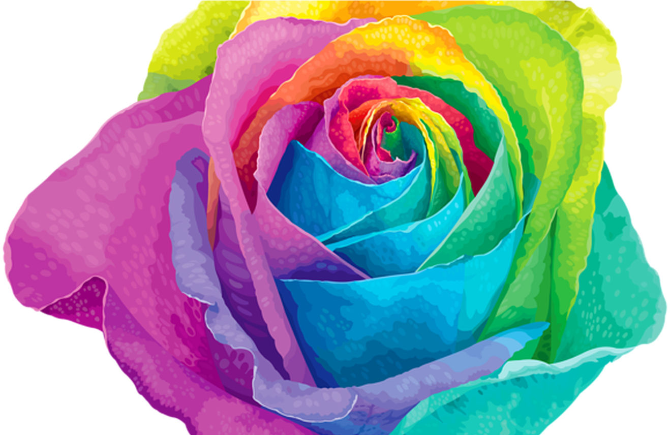 A Rainbow Colored Rose