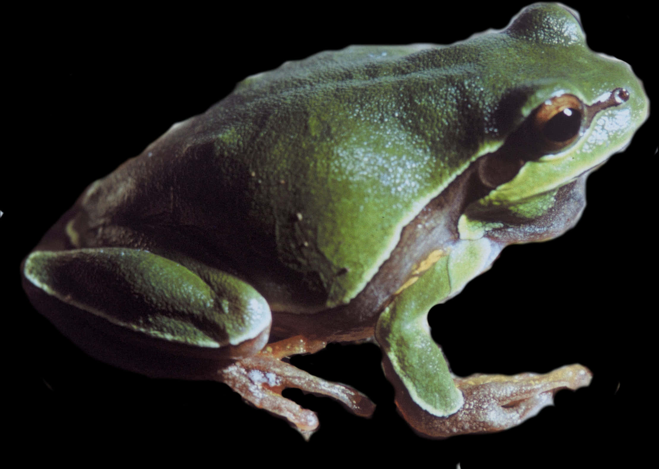 A Green Frog With A Black Background