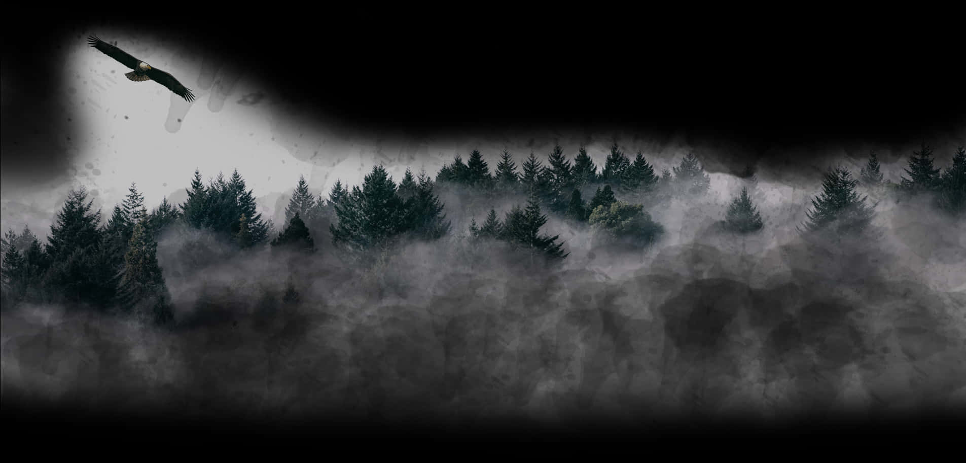 A Foggy Forest With Trees