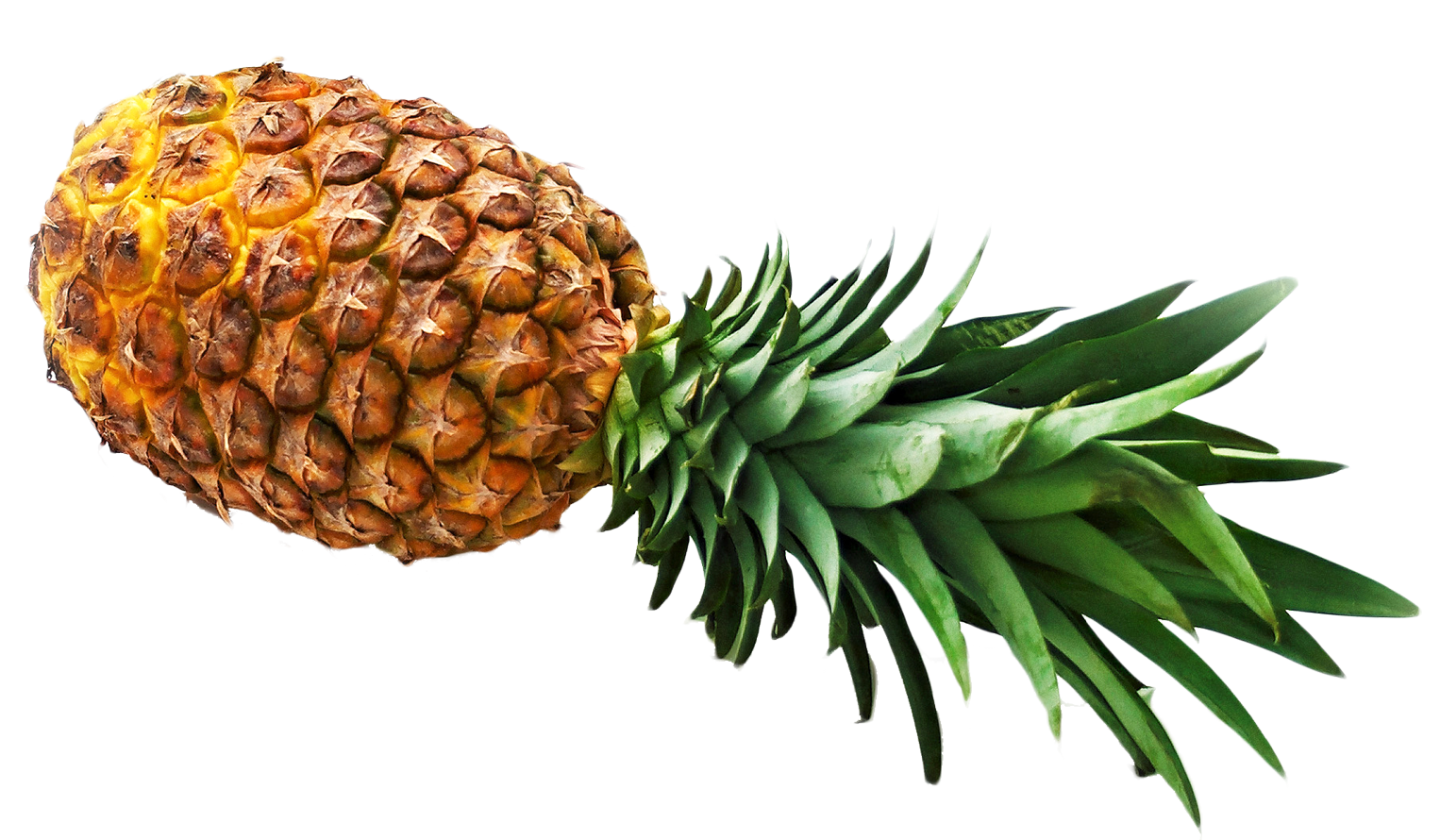 Pineapple Png 1526 X 890