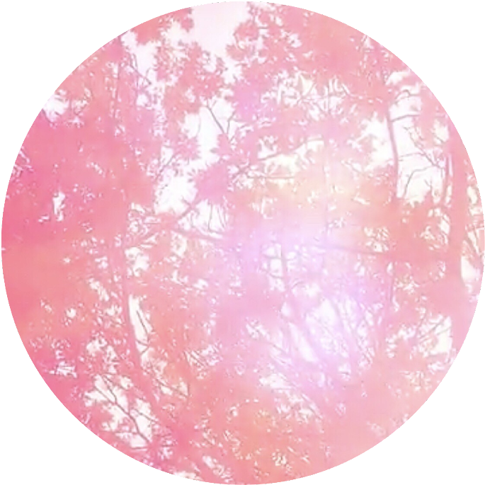 Pink Circle Png 685 X 685