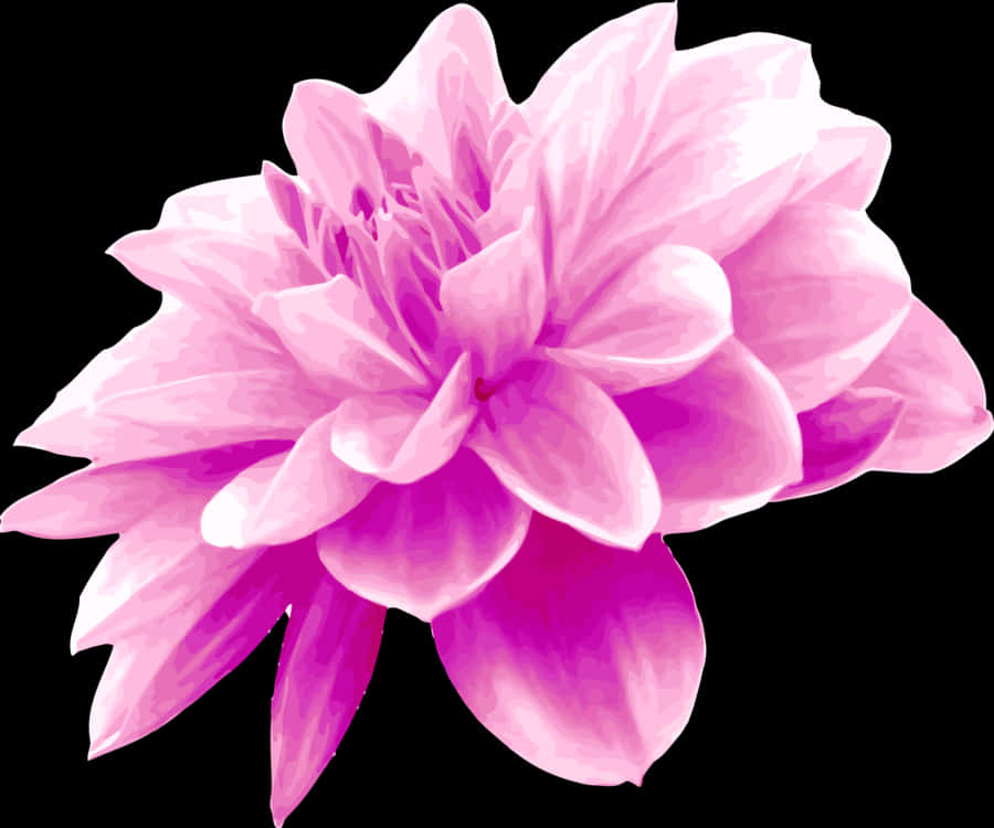 Pink Flower Dahlia