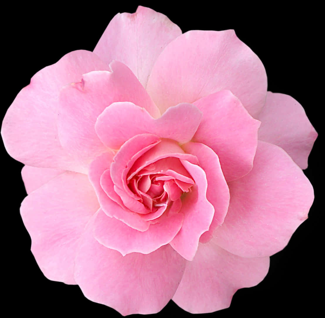 A Pink Flower On A Black Background