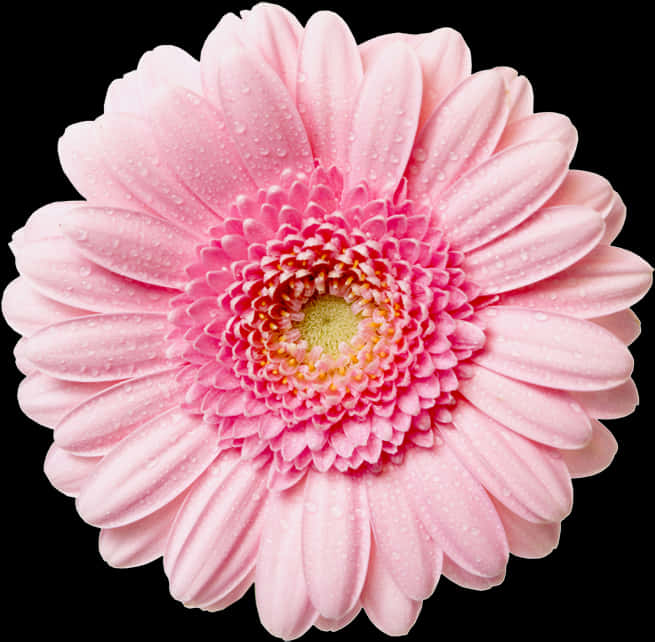 A Pink Flower With Water Droplets On It