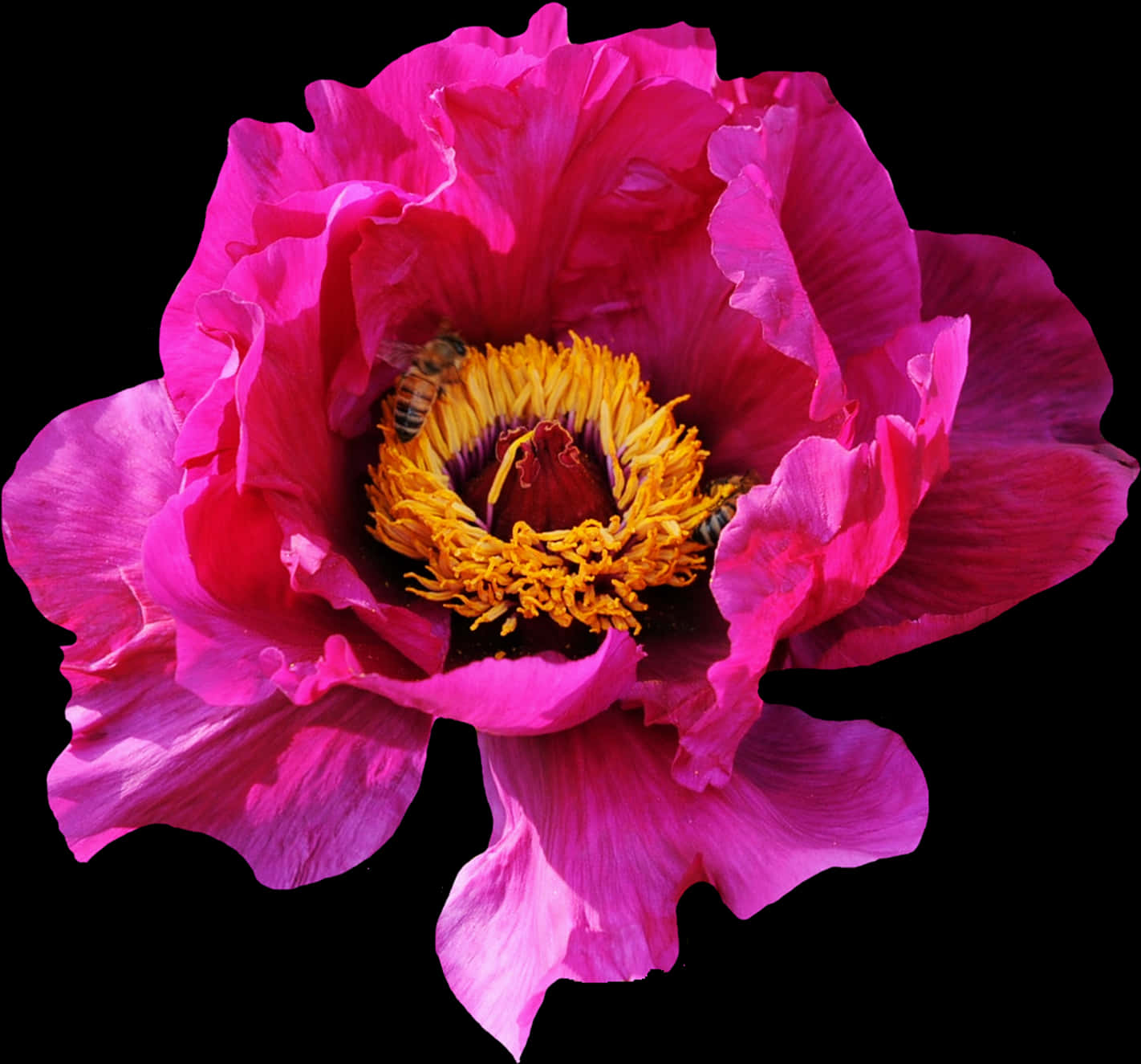 Pink Flower Peony