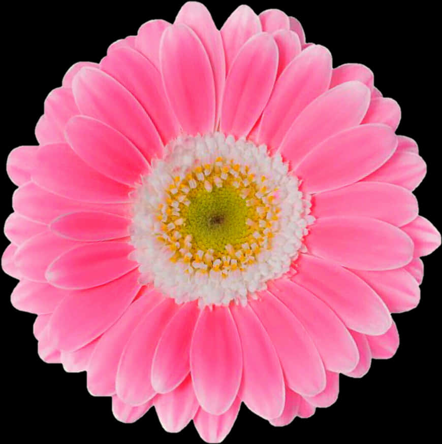 A Pink Flower With White Center