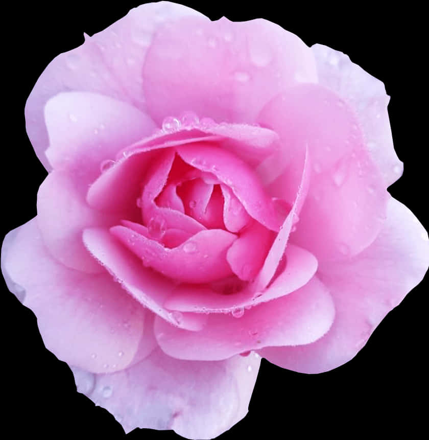 A Pink Flower With Water Drops